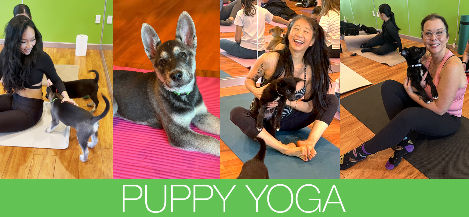 PuppyYogawithPhotos